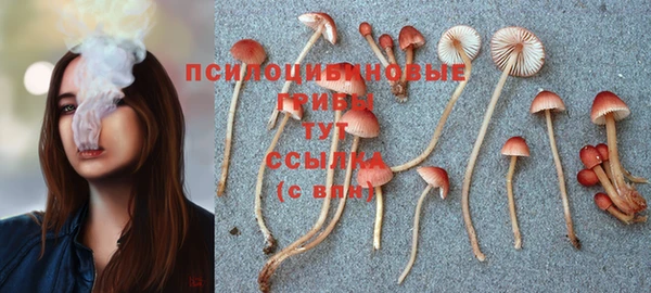 крисы Покачи